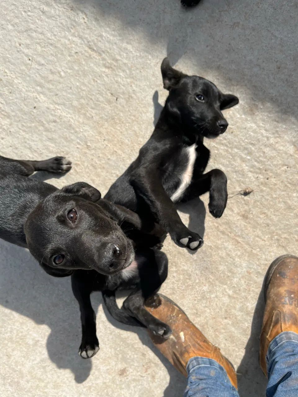 Doa - se cachorro - Foto 2