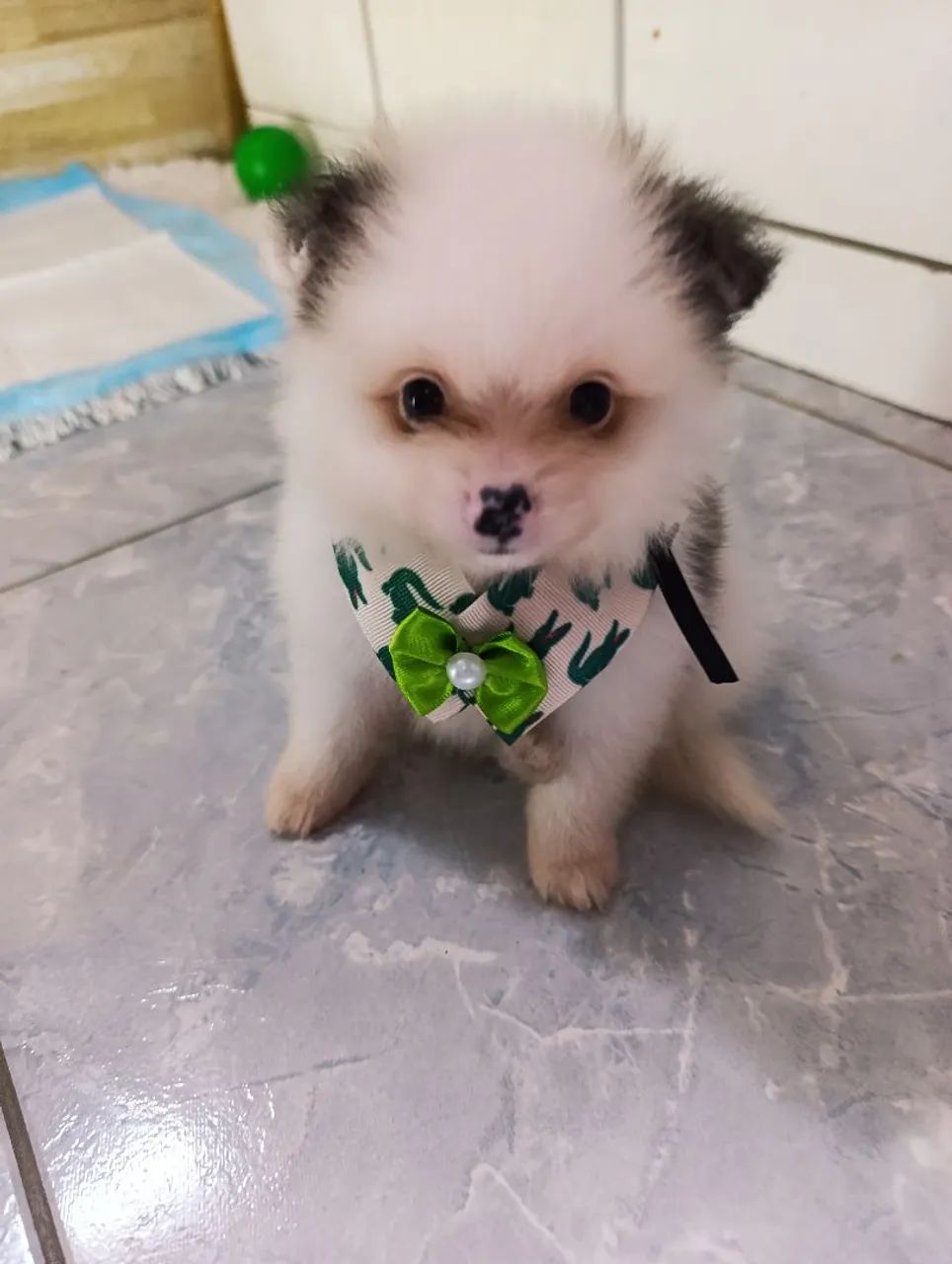 Spitz Alemão Anão  - Foto 4