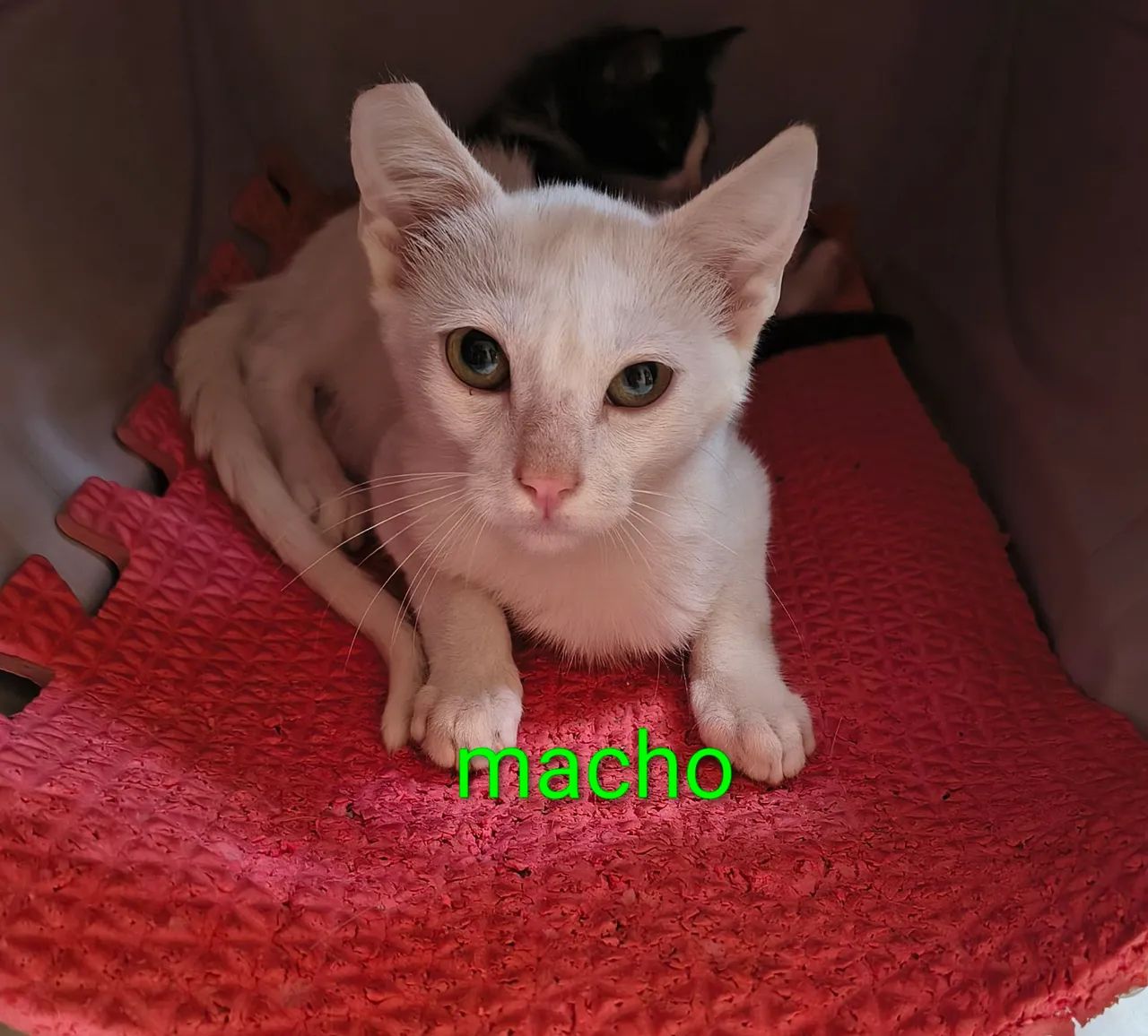 Gatinhos filhotes para adoção  - Foto 6