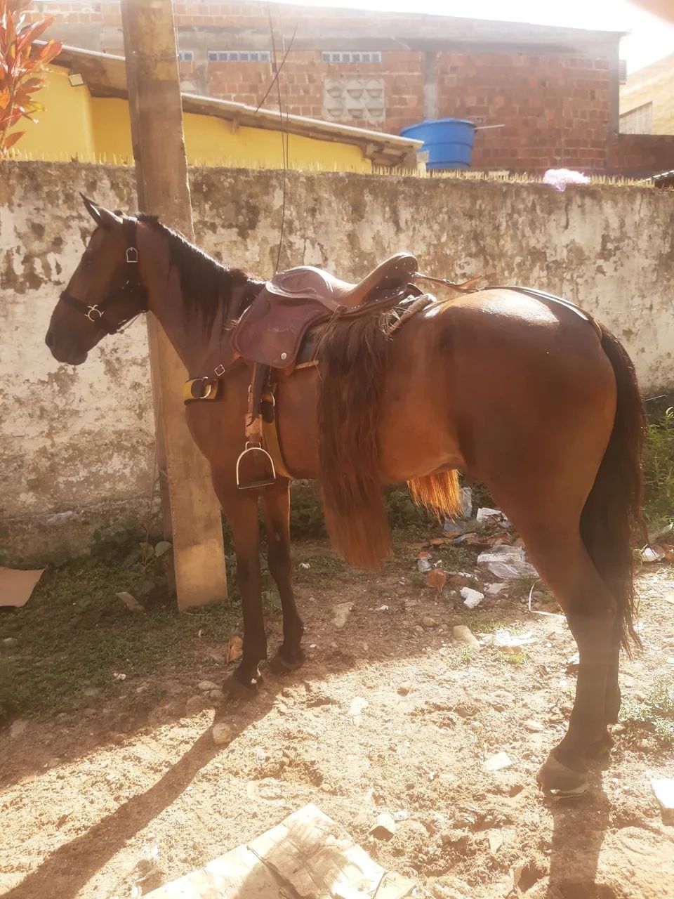vendo o negão da paixão  - Foto 2