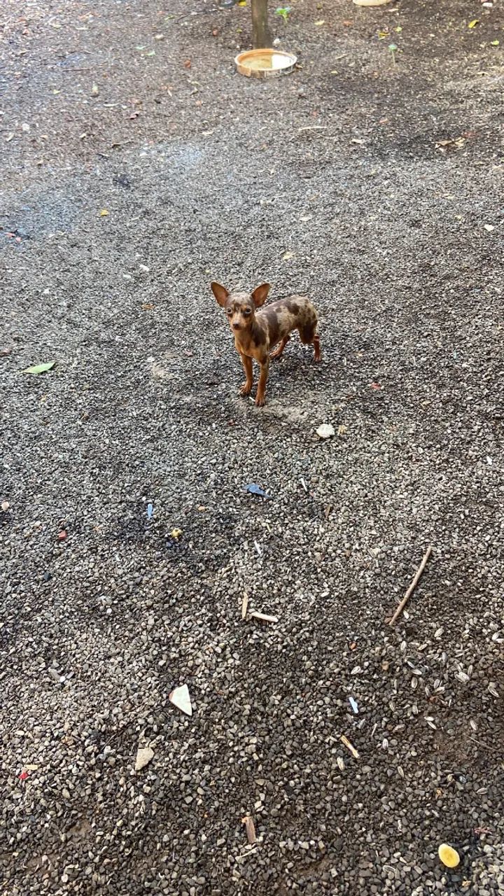 Pinscher macho e fêmea 