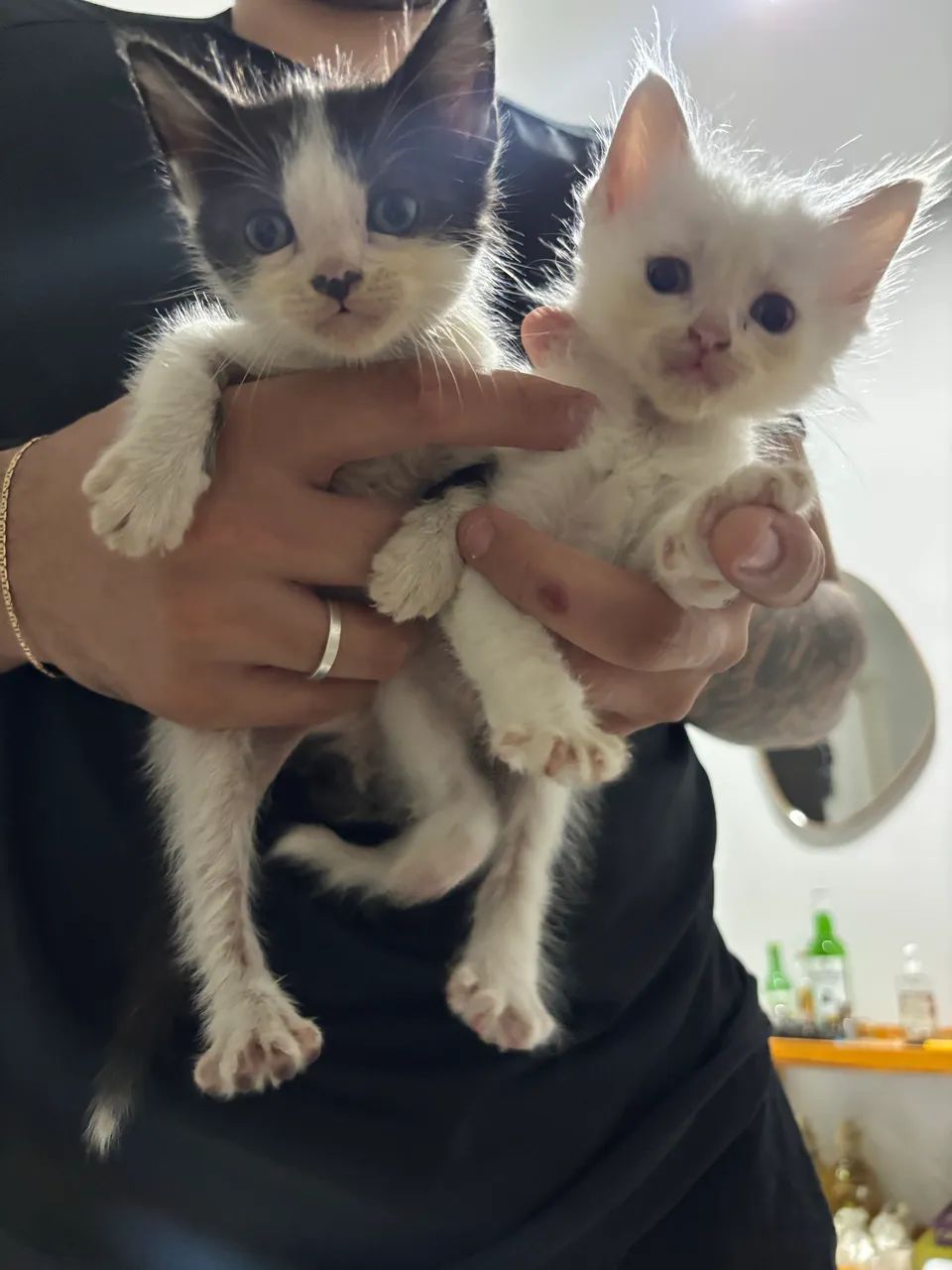 Gatinhos para adoção 
