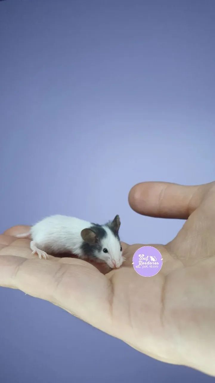Topolinos MINI Roedor - Foto 4