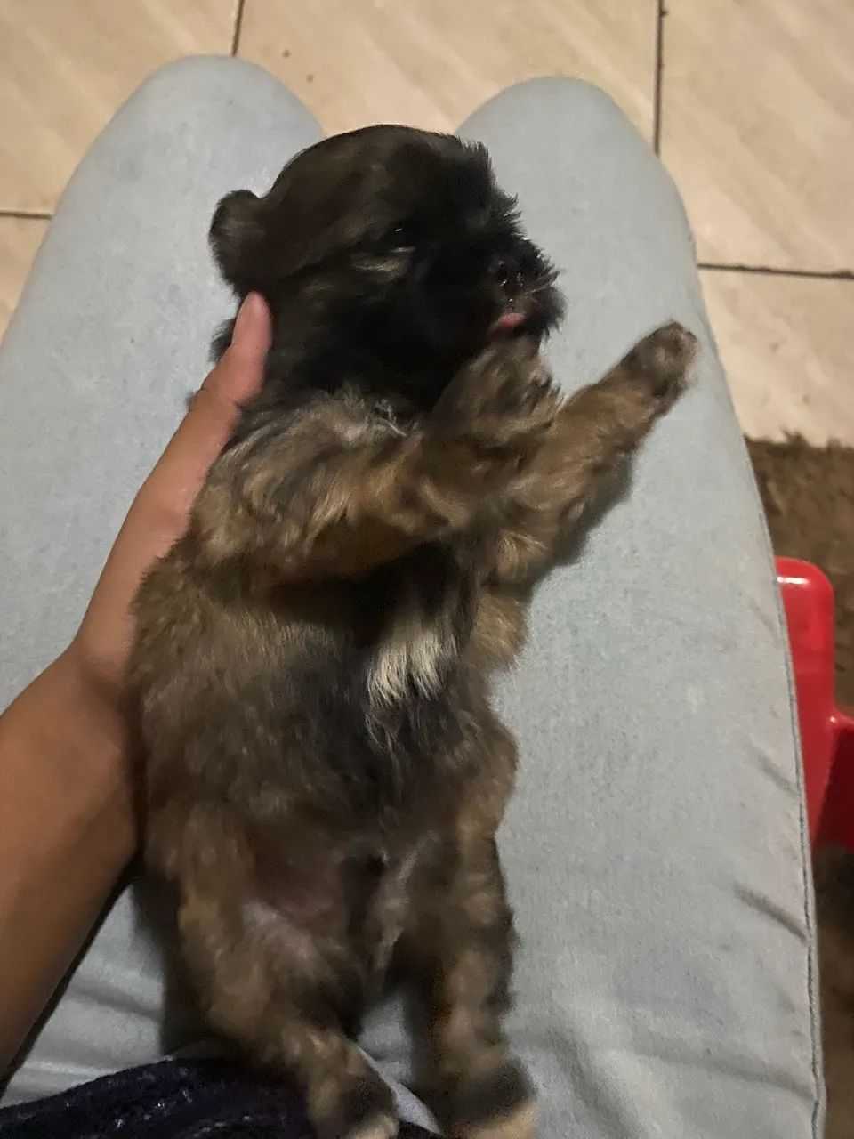 Filhotes de SHIH TZU 