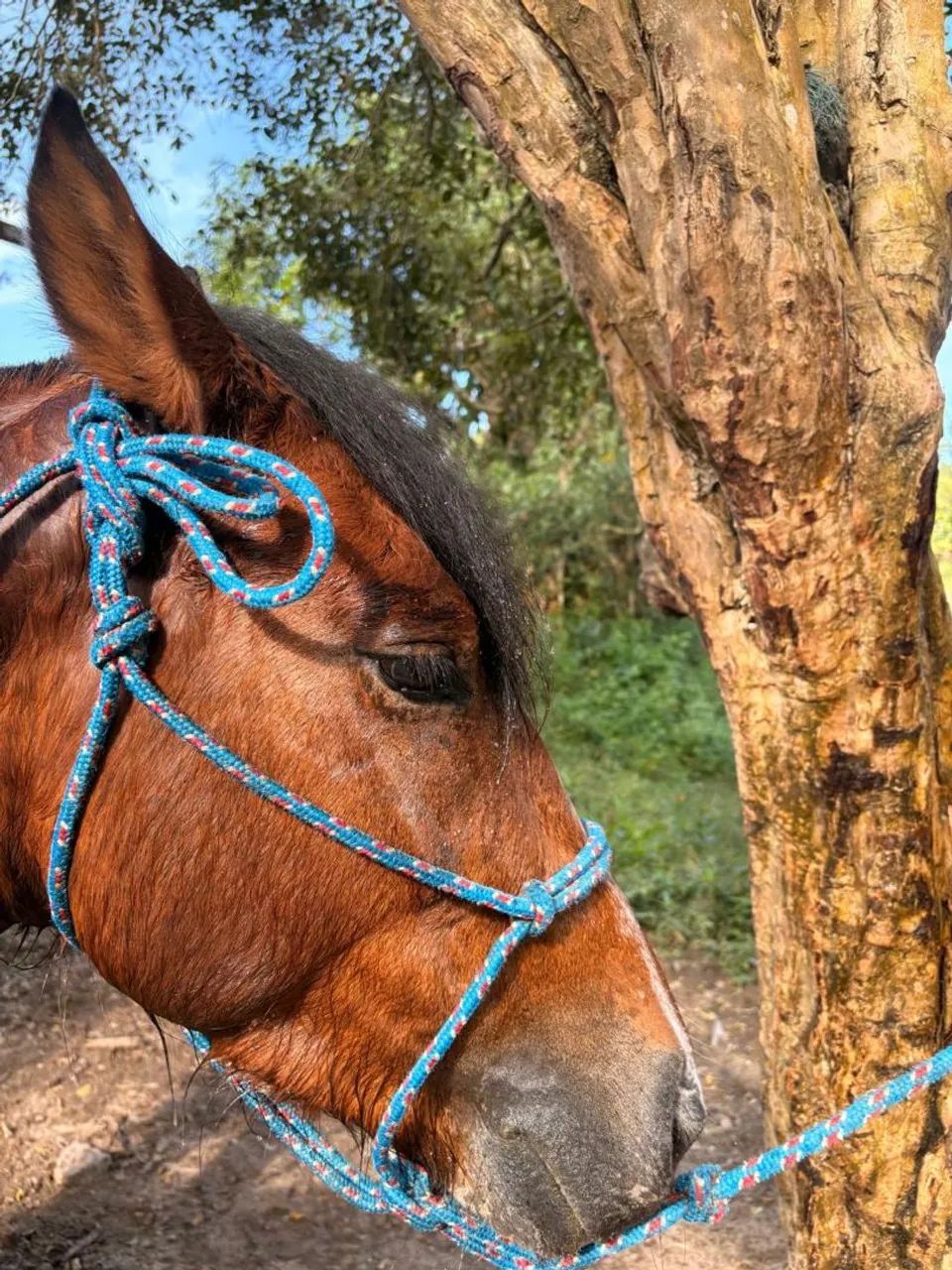 Cavalo Mangalarga Marchador Mineiro com Crioulo 