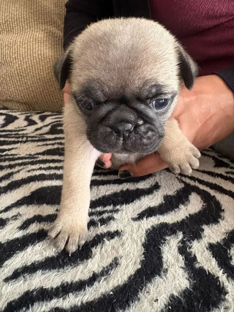 Filhotes de Pug - Foto 5