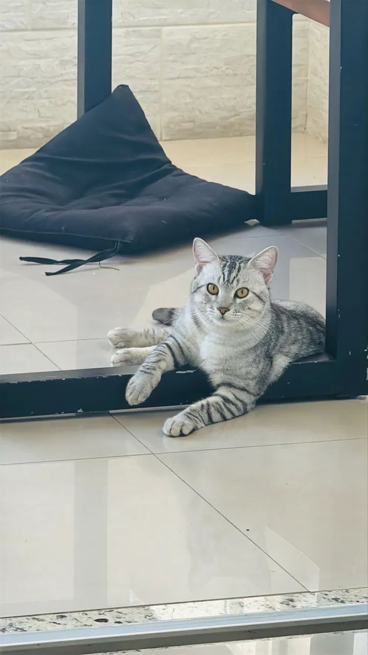 Gato macho doação  - Foto 2