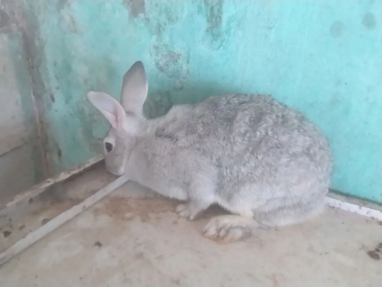 Coelhas