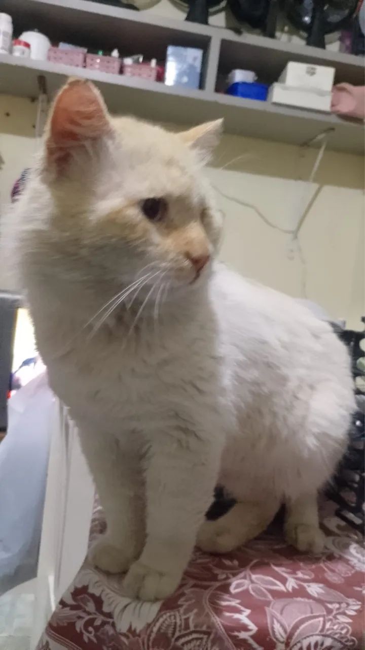 Gato macho  - Foto 2