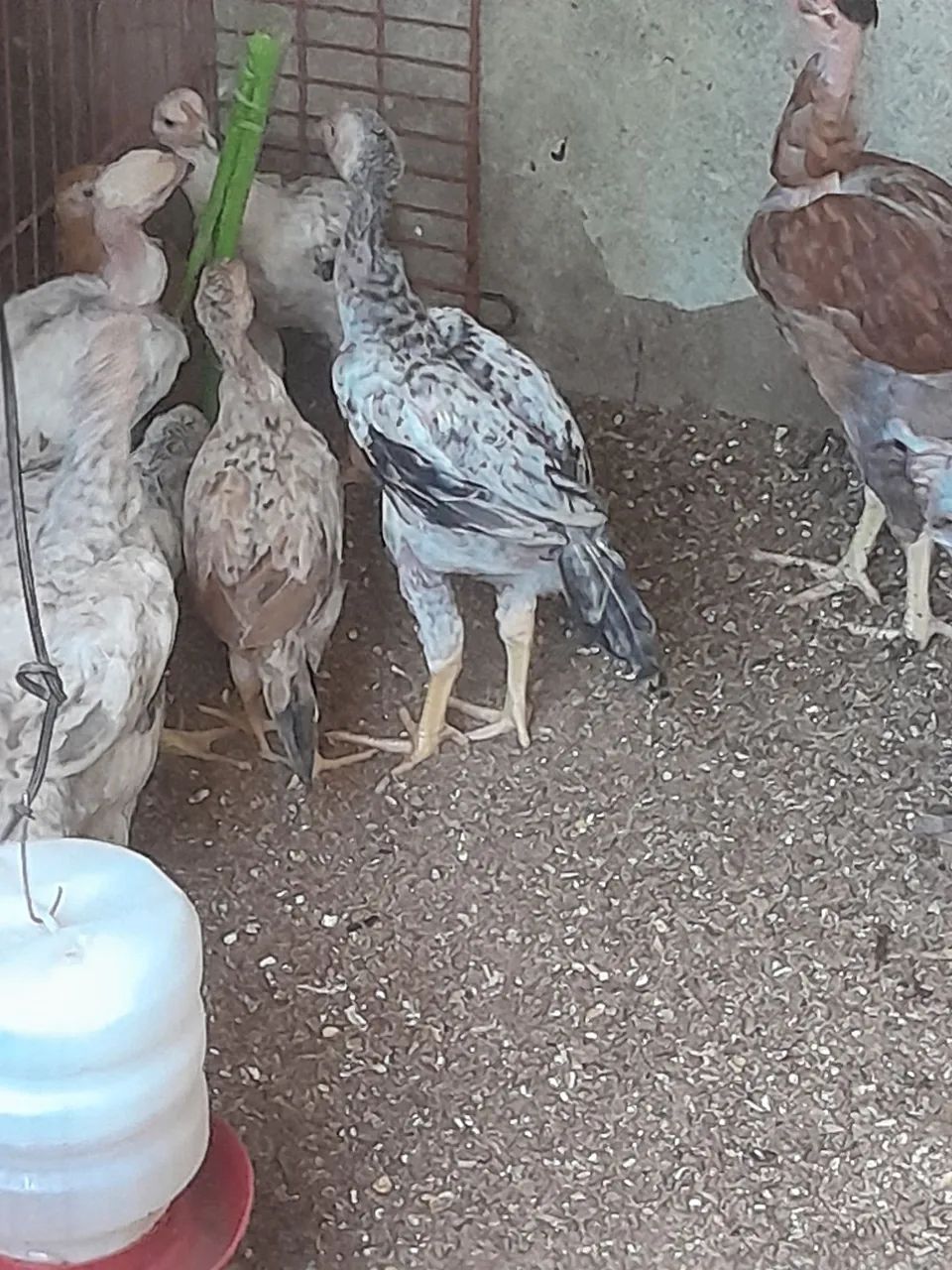 Vendas de frangos e frangas da Raça caipira pesadão valor chamar no pv
