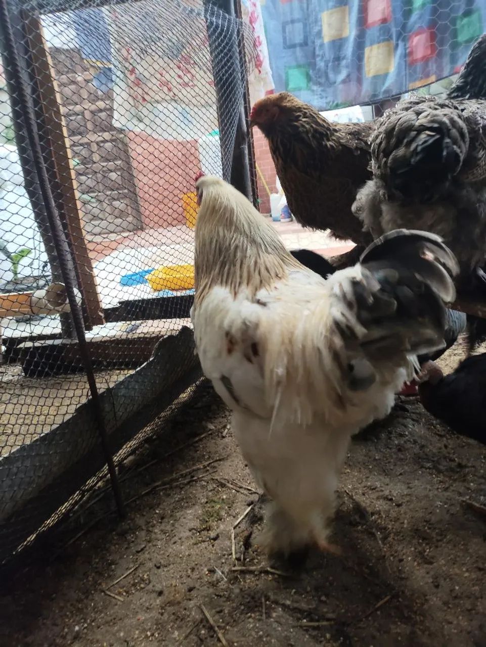 Galos e galinhas brahma - Foto 3