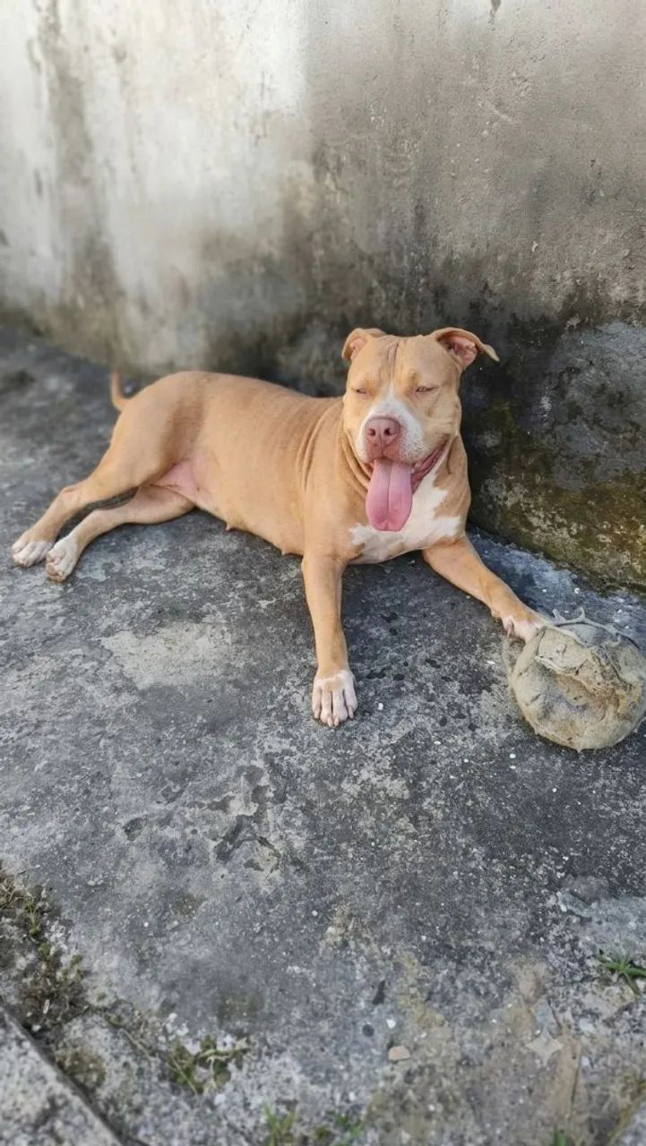 Cachorra Pitbull  - Foto 2