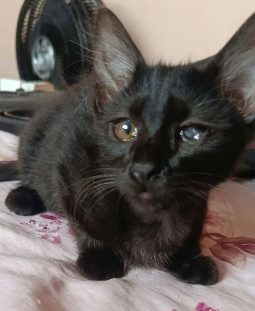 Gatinhos para adoção responsável - Foto 4