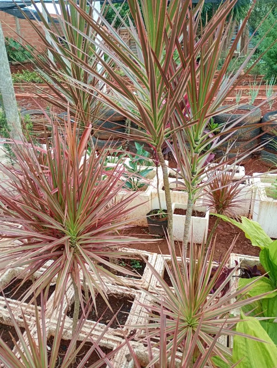 Mudas dracenas - Foto 3