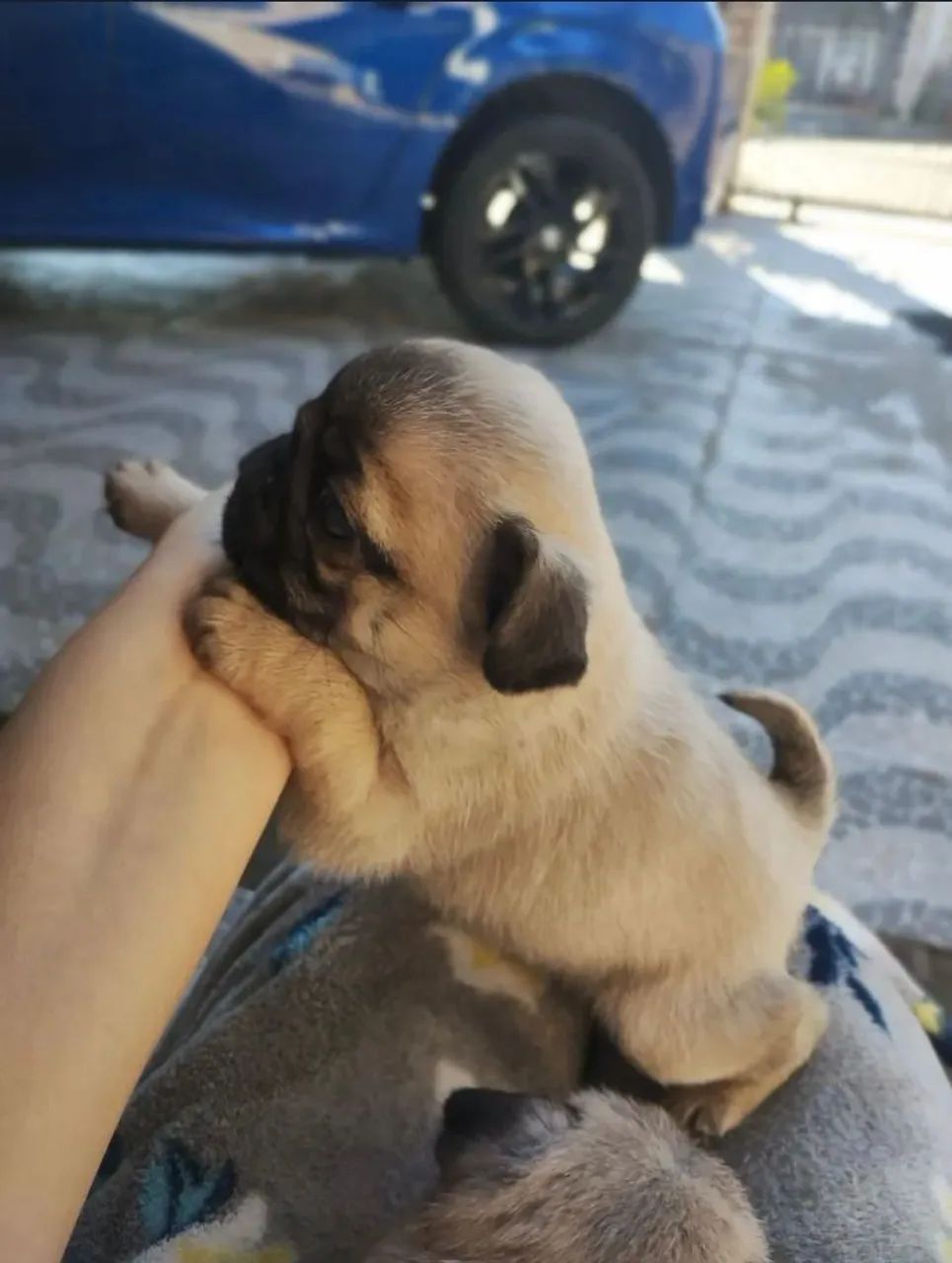 Pega macho
