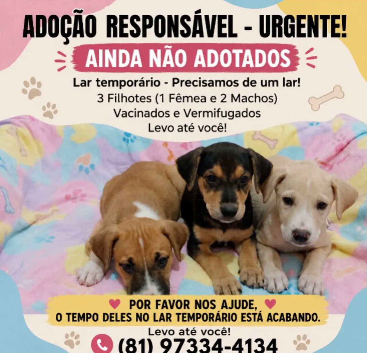 Adoção Responsável!