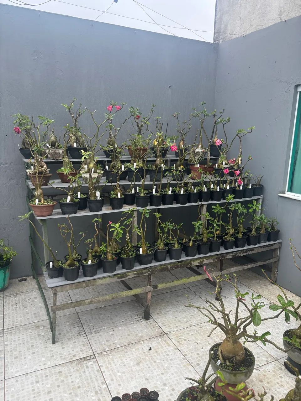 Rosa do deserto - Foto 2