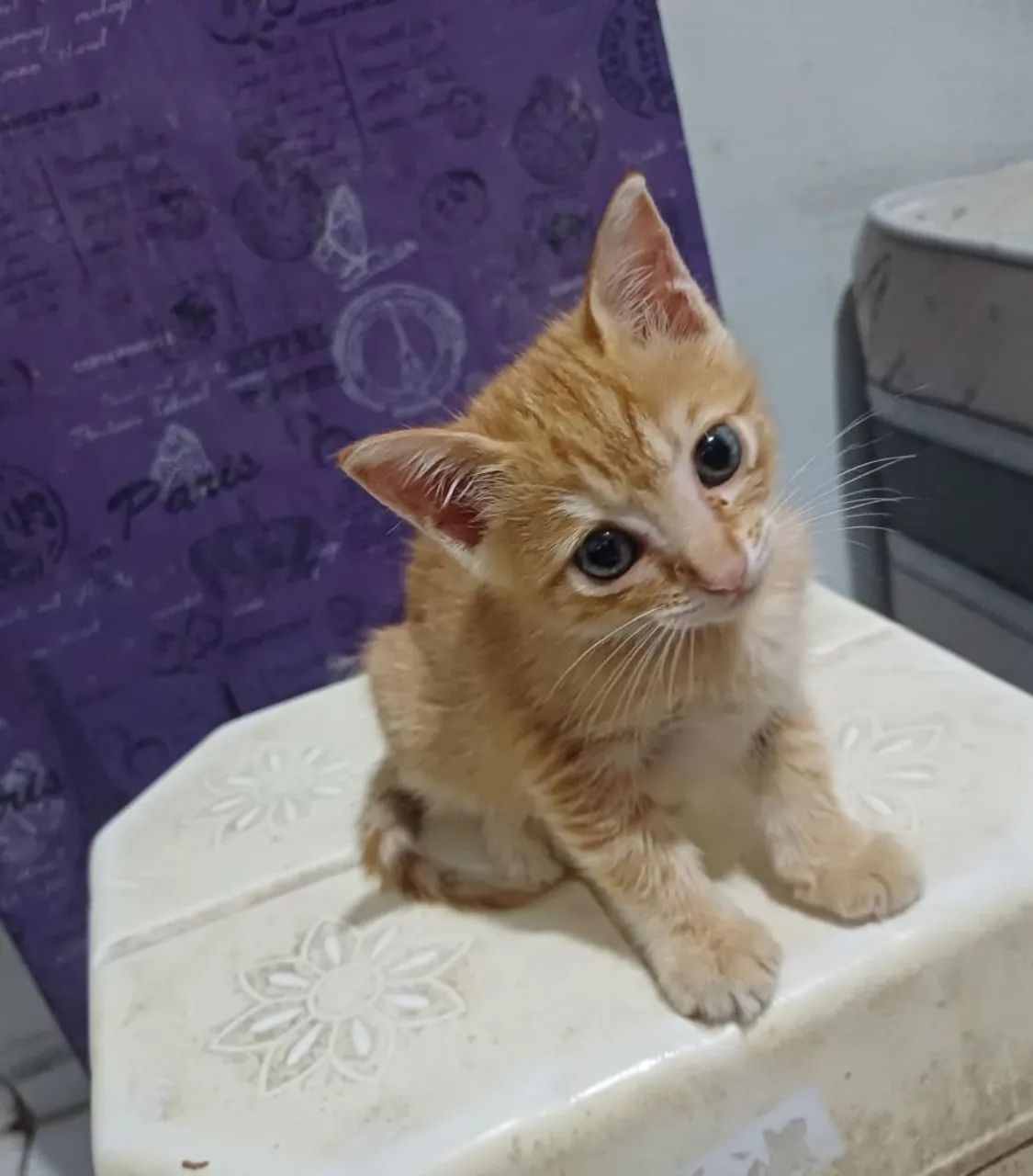 Gatinha filhote para adoção responsável  - Foto 2