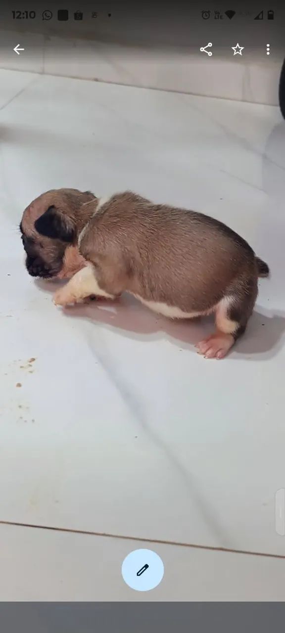 Bulldog francês 