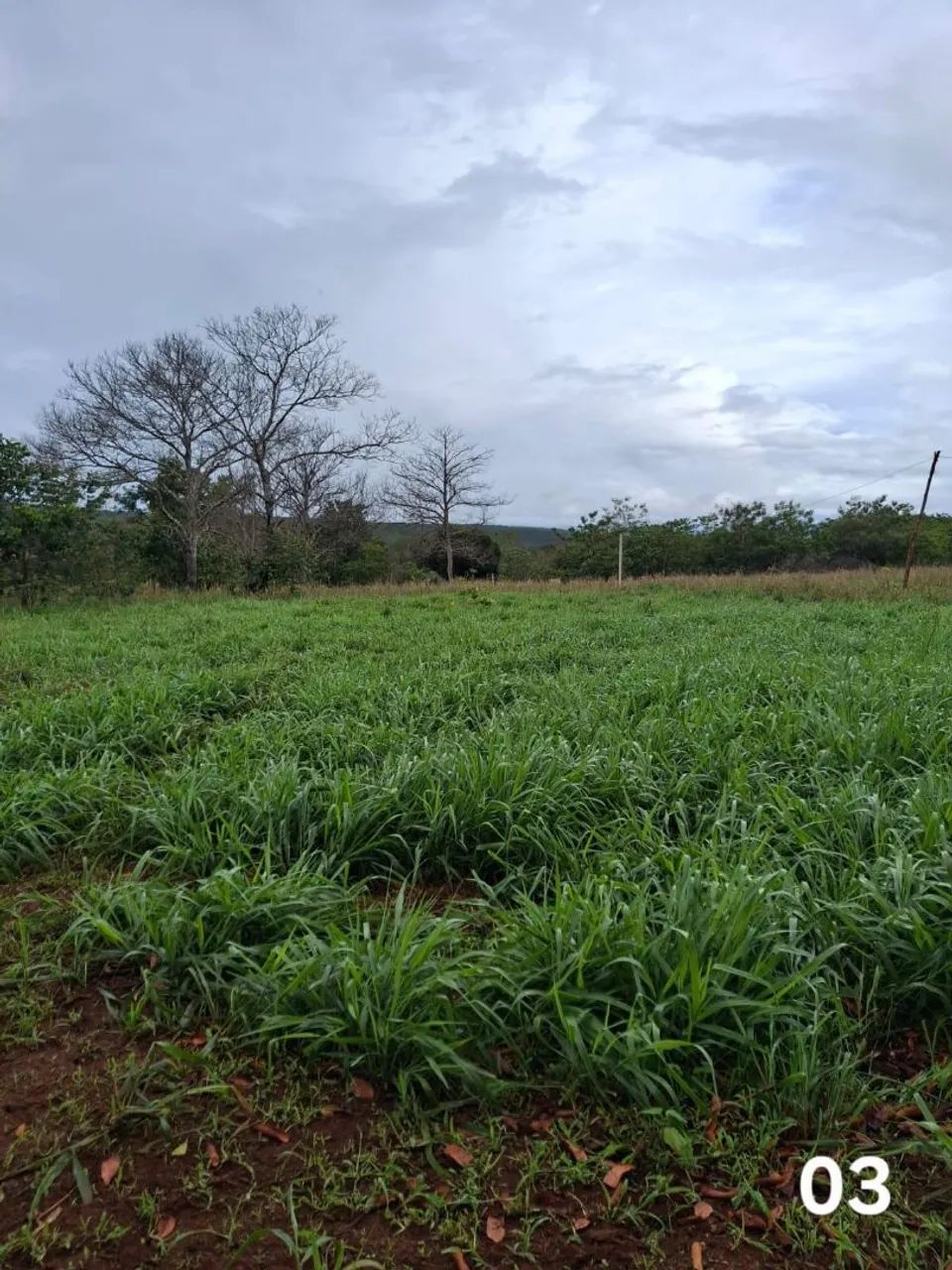 Área de 90 hectares em Tesouro-MT - Foto 3