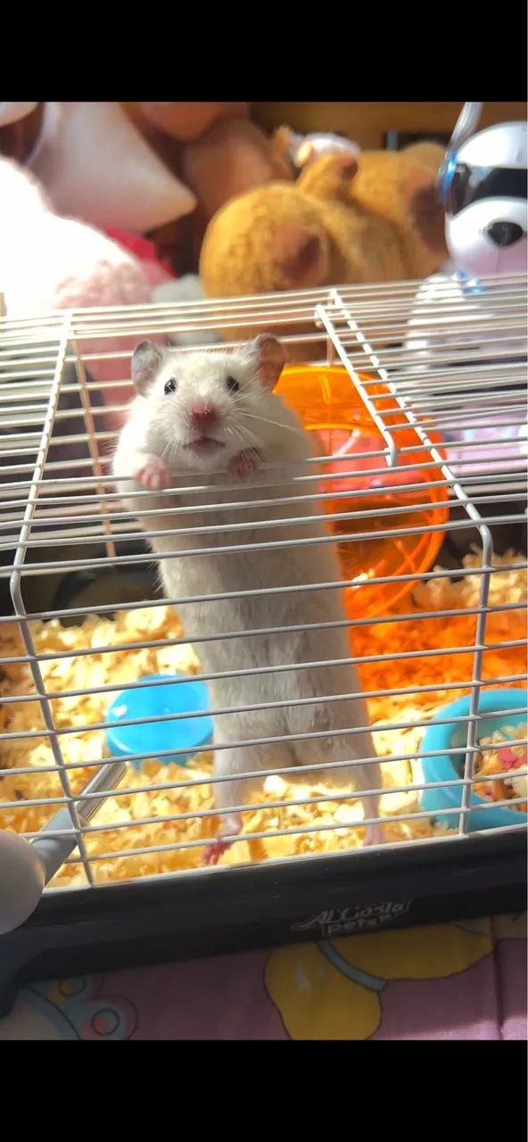 hamster