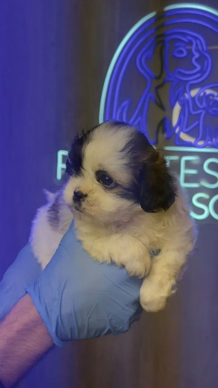 Shih Tzu