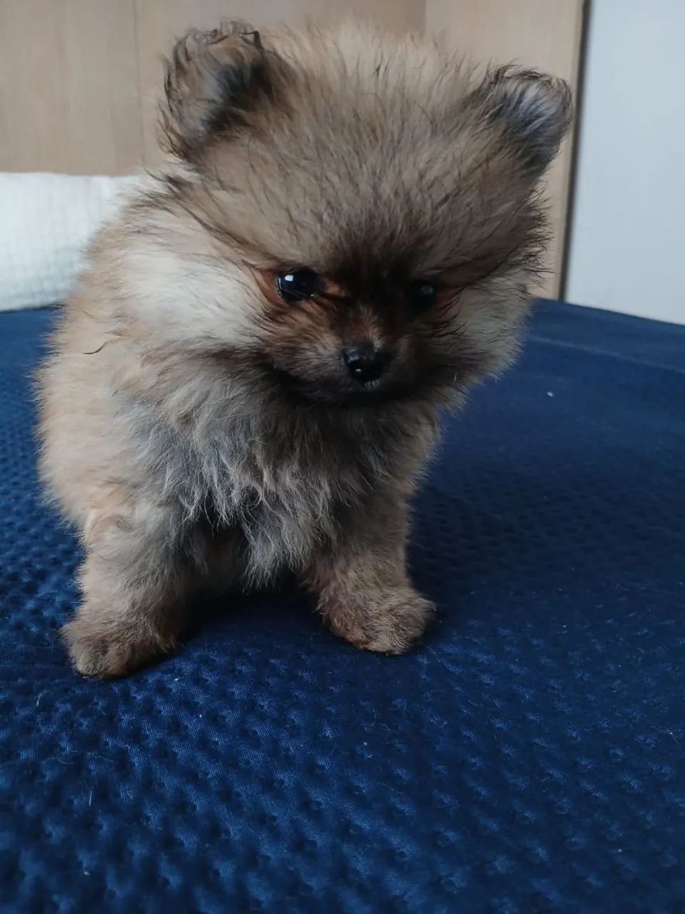Spitz Alemão - Foto 5