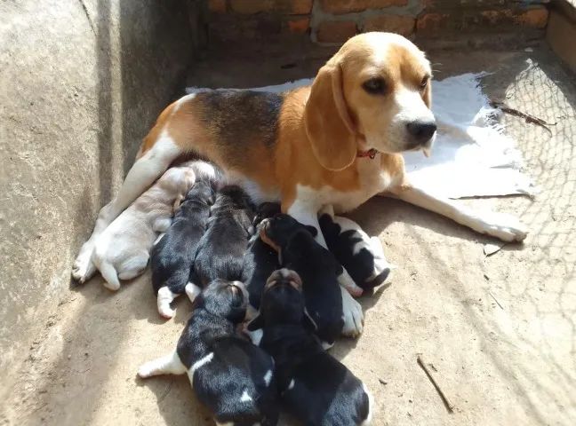 Beagle pingo de amor 