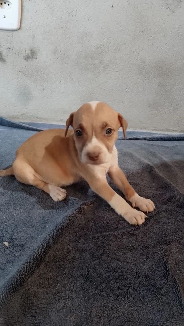 Vendo Filhotes De Pitbull - Foto 2