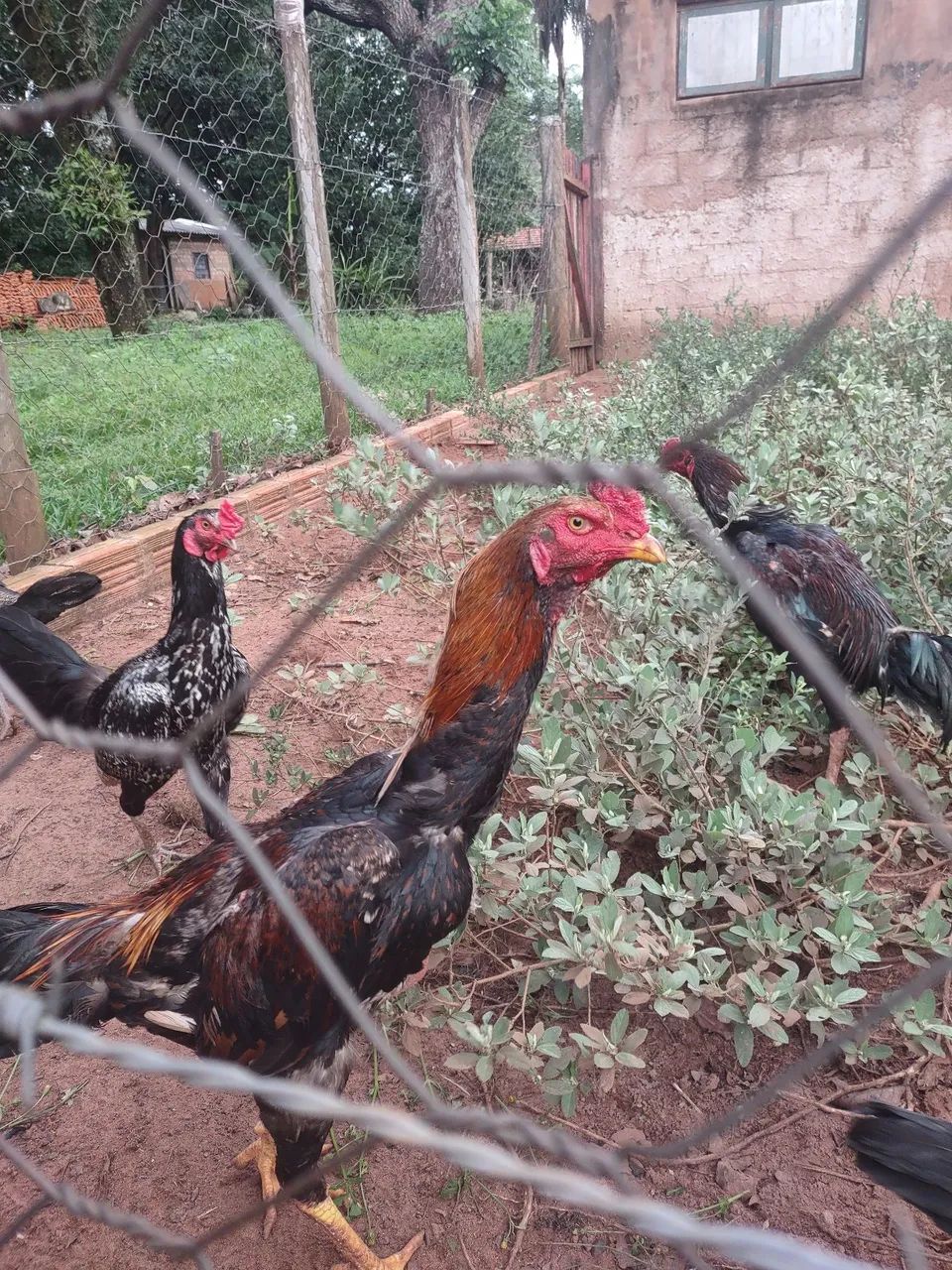Galo 