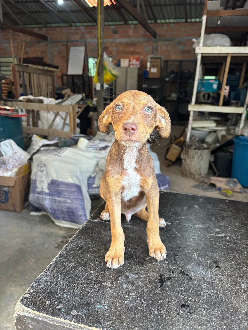 Cachorro macho para adoção  - Foto 3