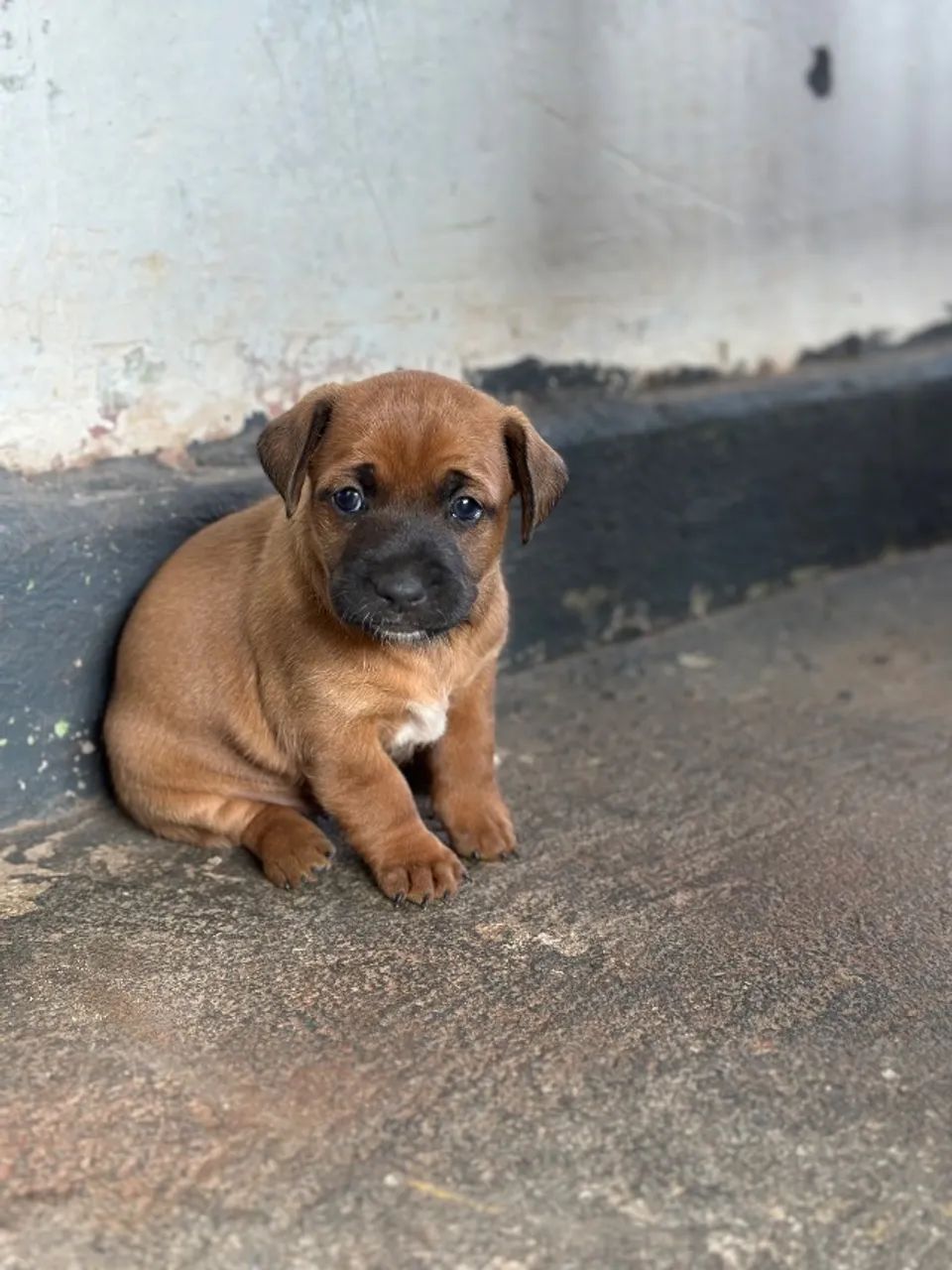 Adoção filhotes de cachorro  - Foto 3