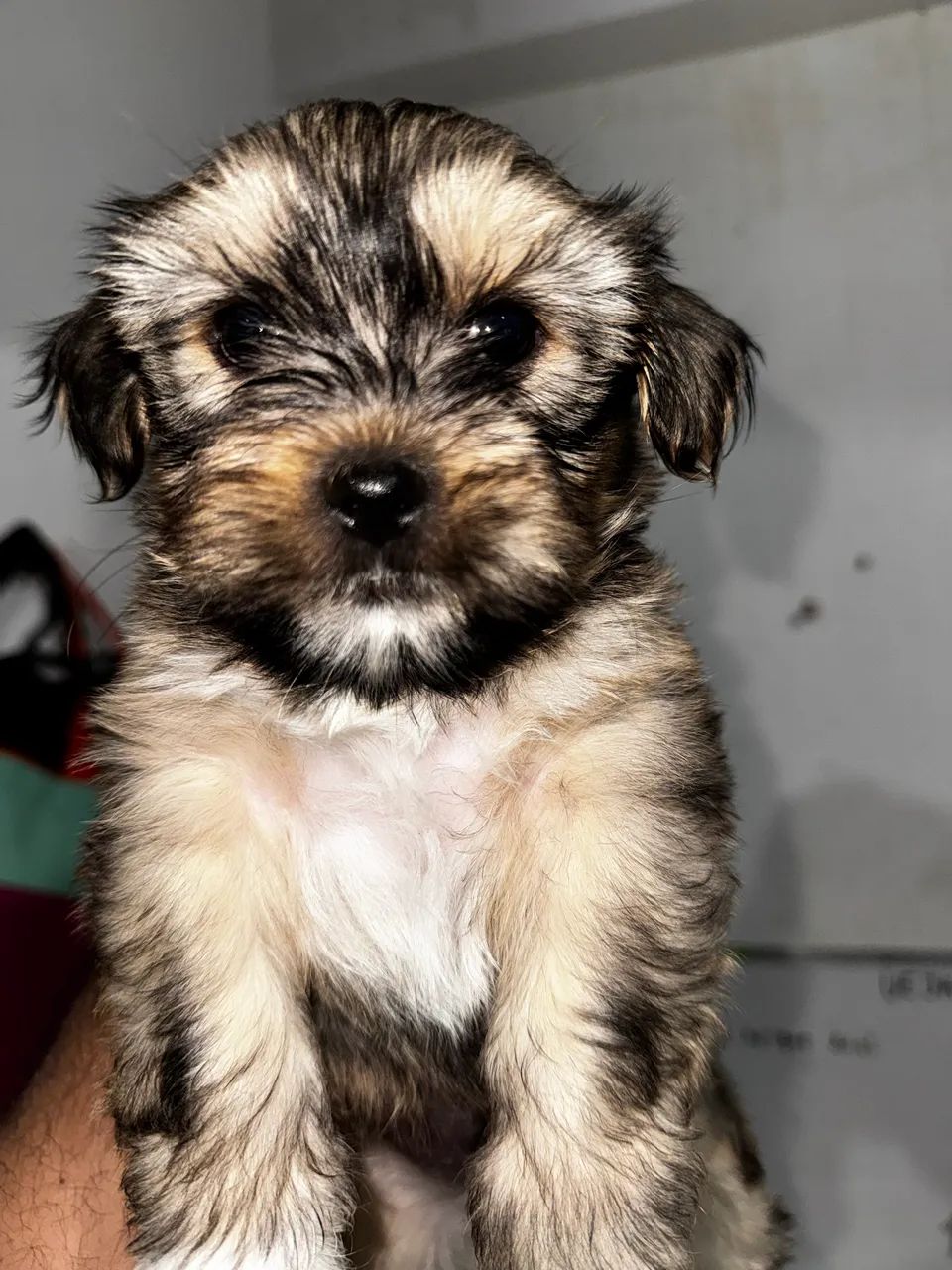 Lhasa Macho  - Foto 5