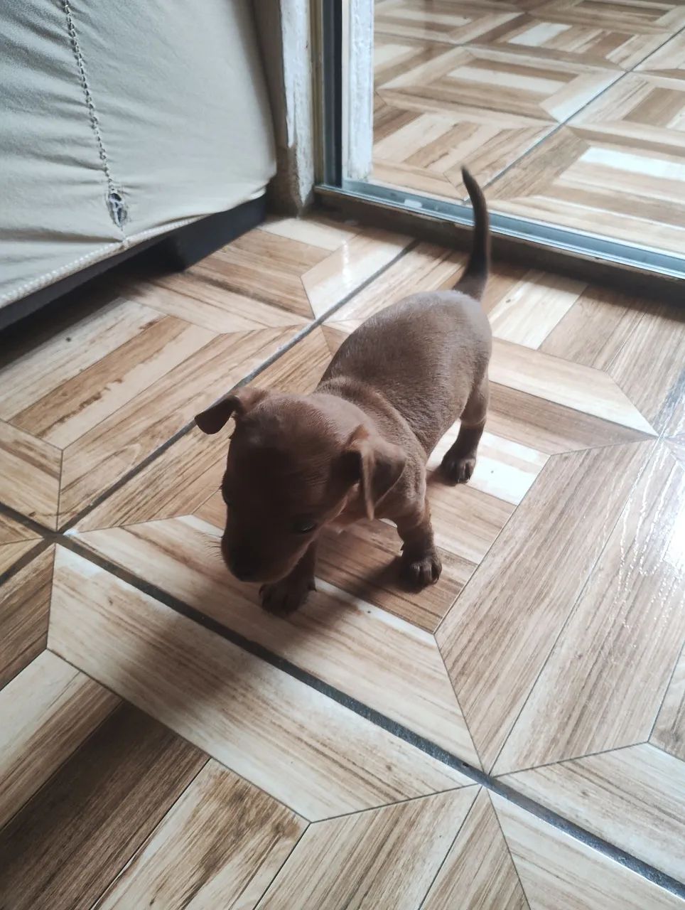Cachorro  - Foto 2