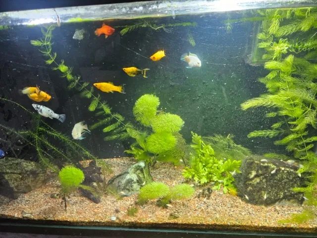 Aquário 200 litros com sump