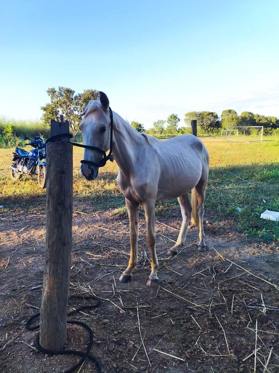Vendo potra - Foto 2