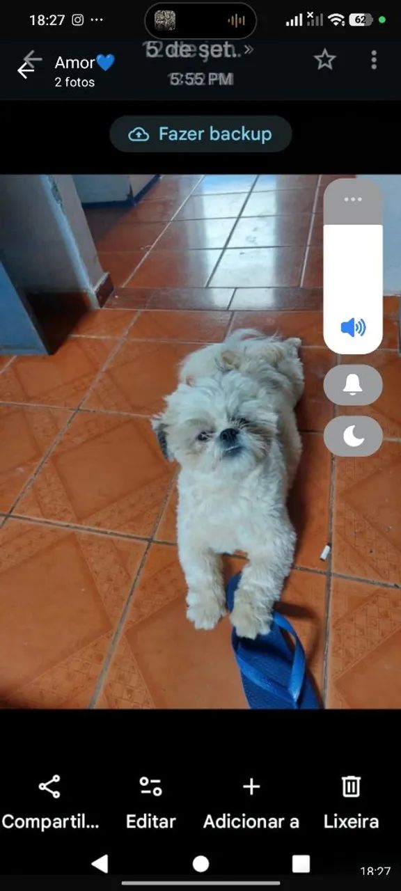 Shitzu 
