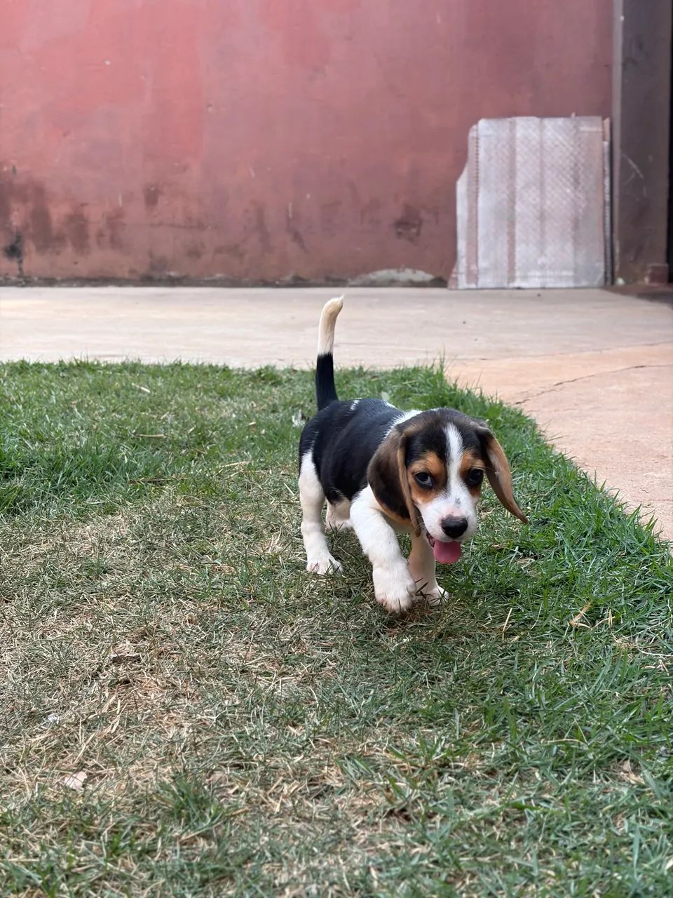 Filhote de beagle macho  - Foto 5
