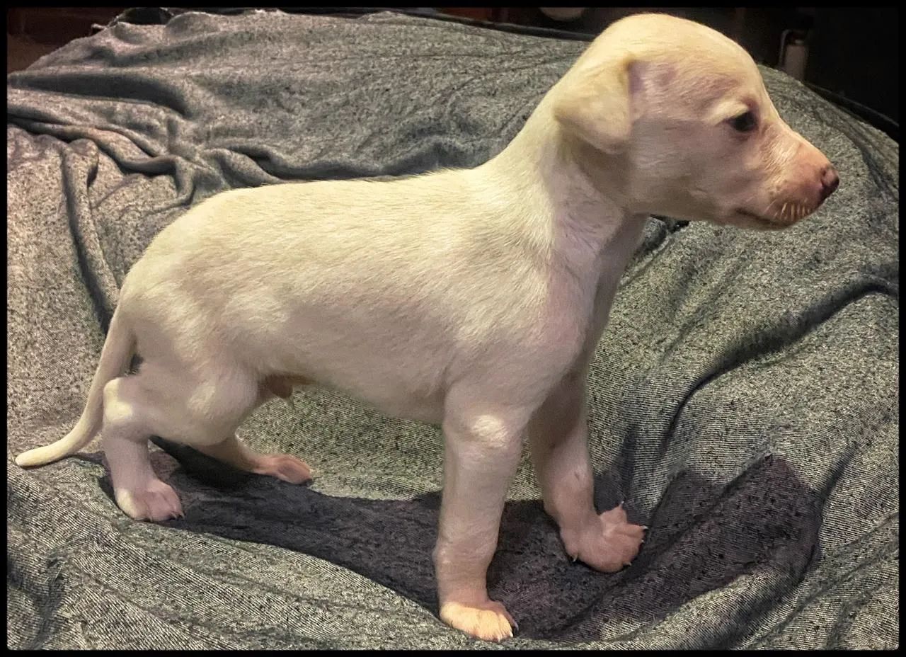 Whippet / Galgo 2.800,00 - Foto 4