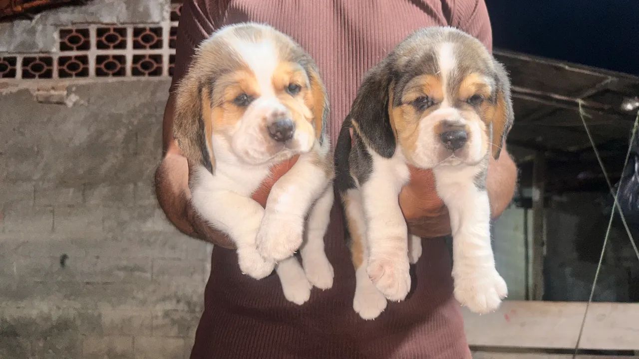 Filhote beagle 