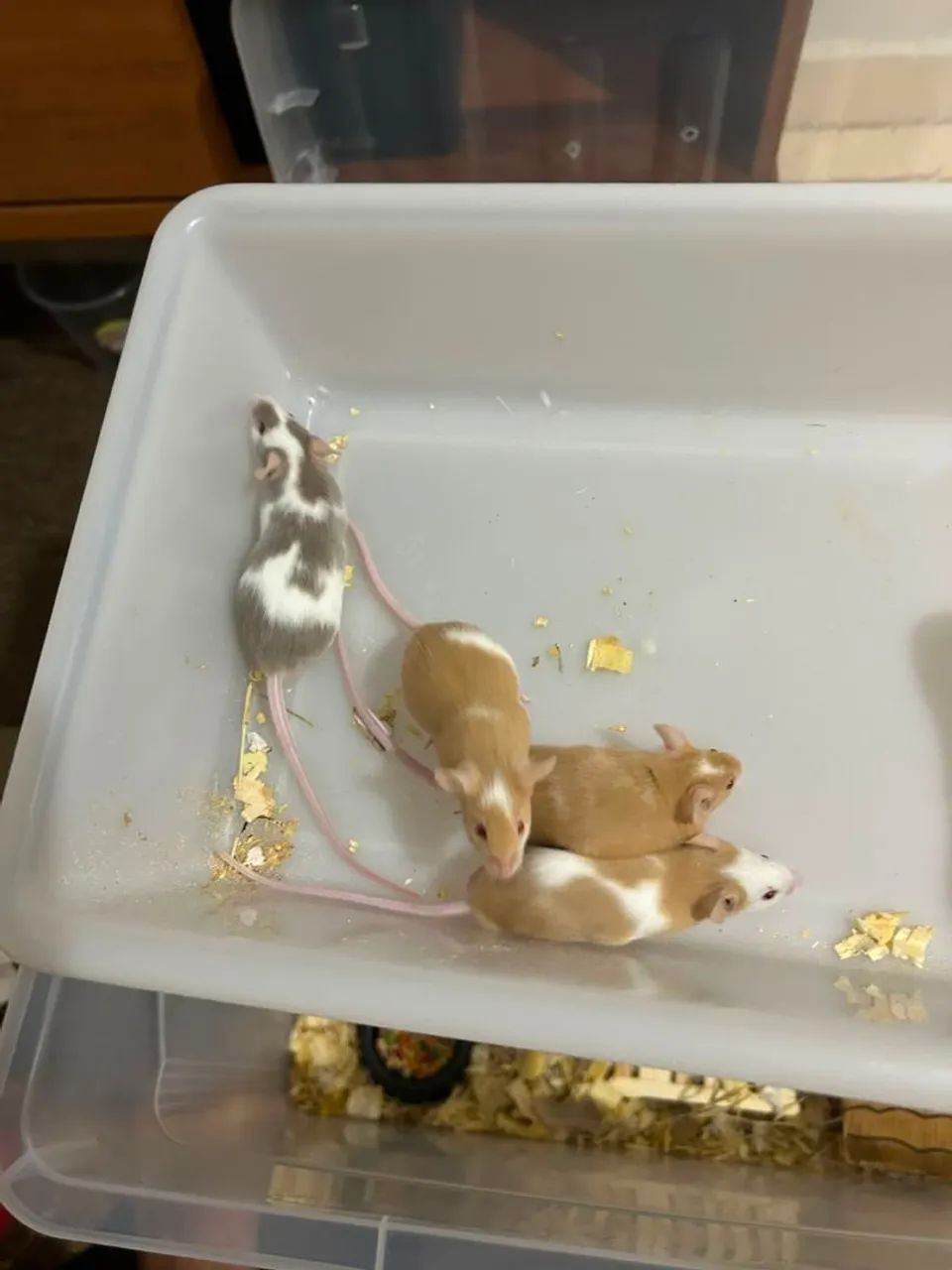 Camundongos 