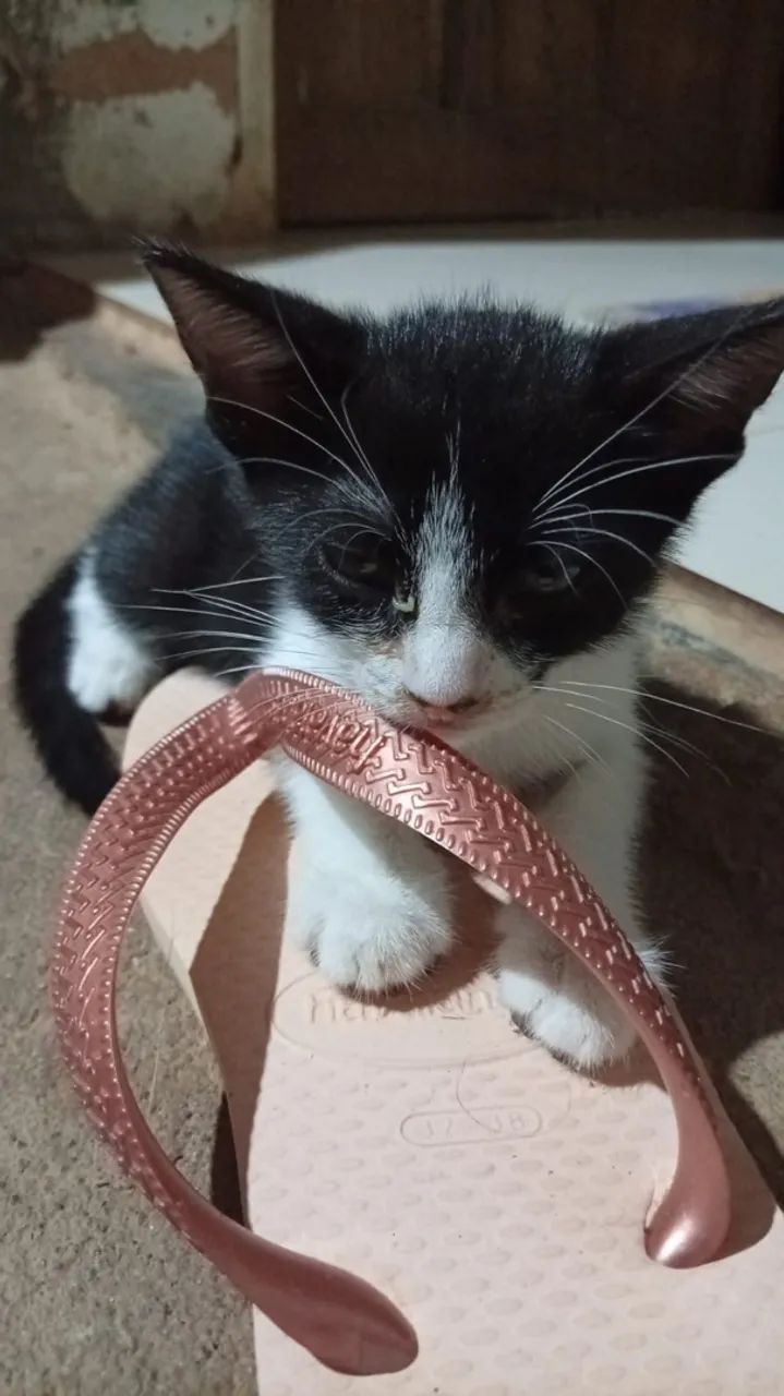 Gatos - Foto 4