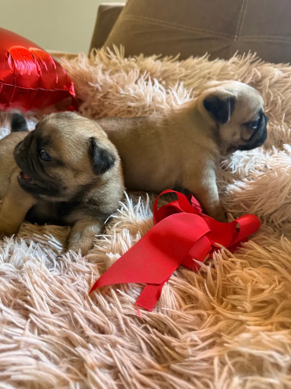 Lindos filhotes de Pug  - Foto 3