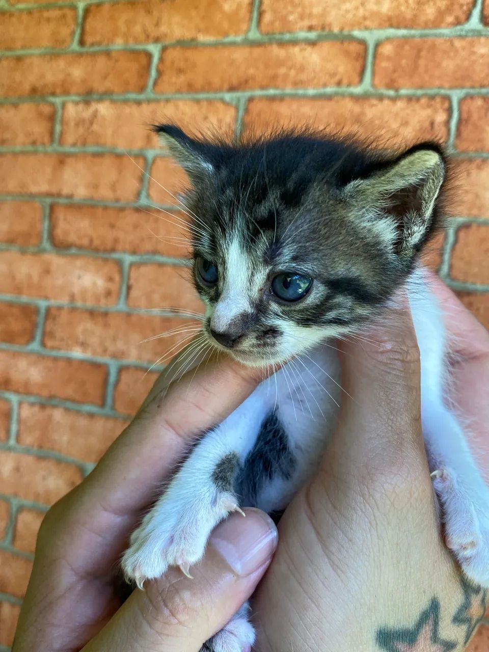 Gata para doação - Foto 3