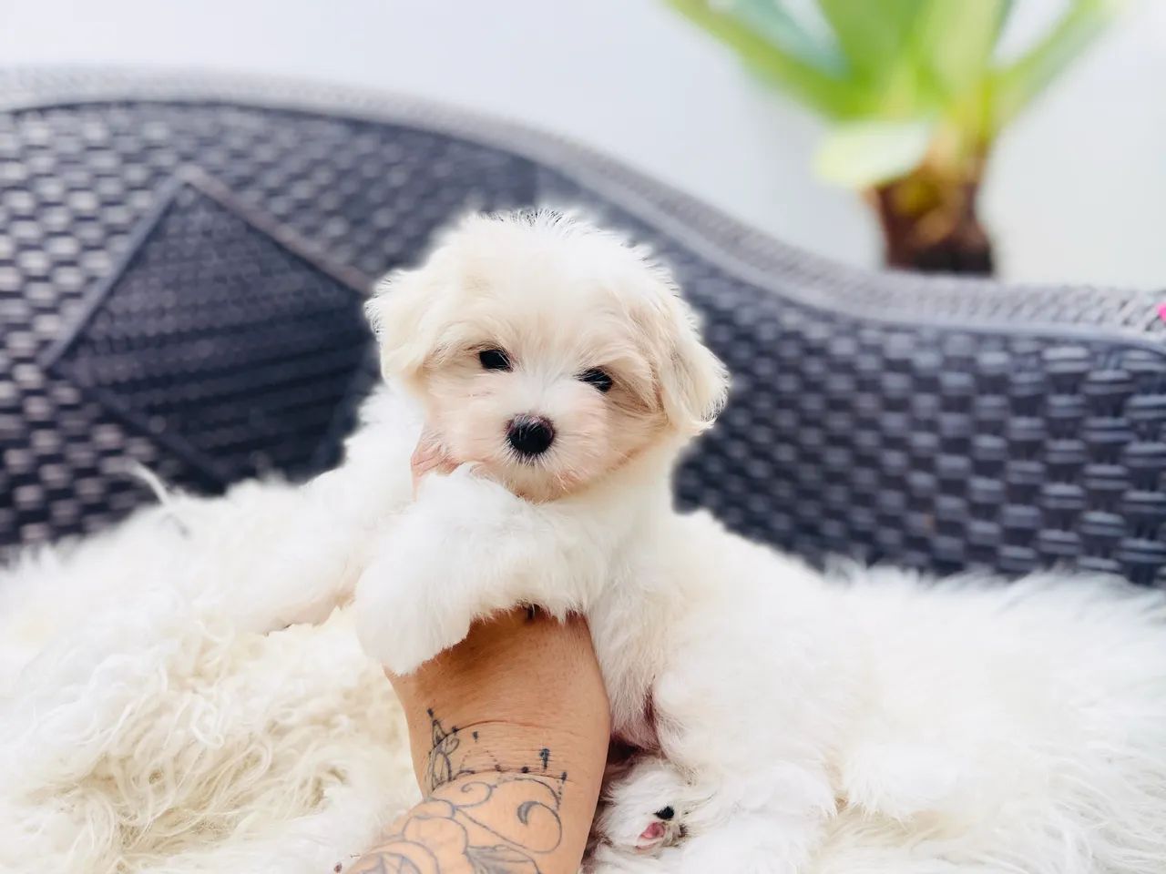 Mini maltês macho com pedigree  - Foto 4