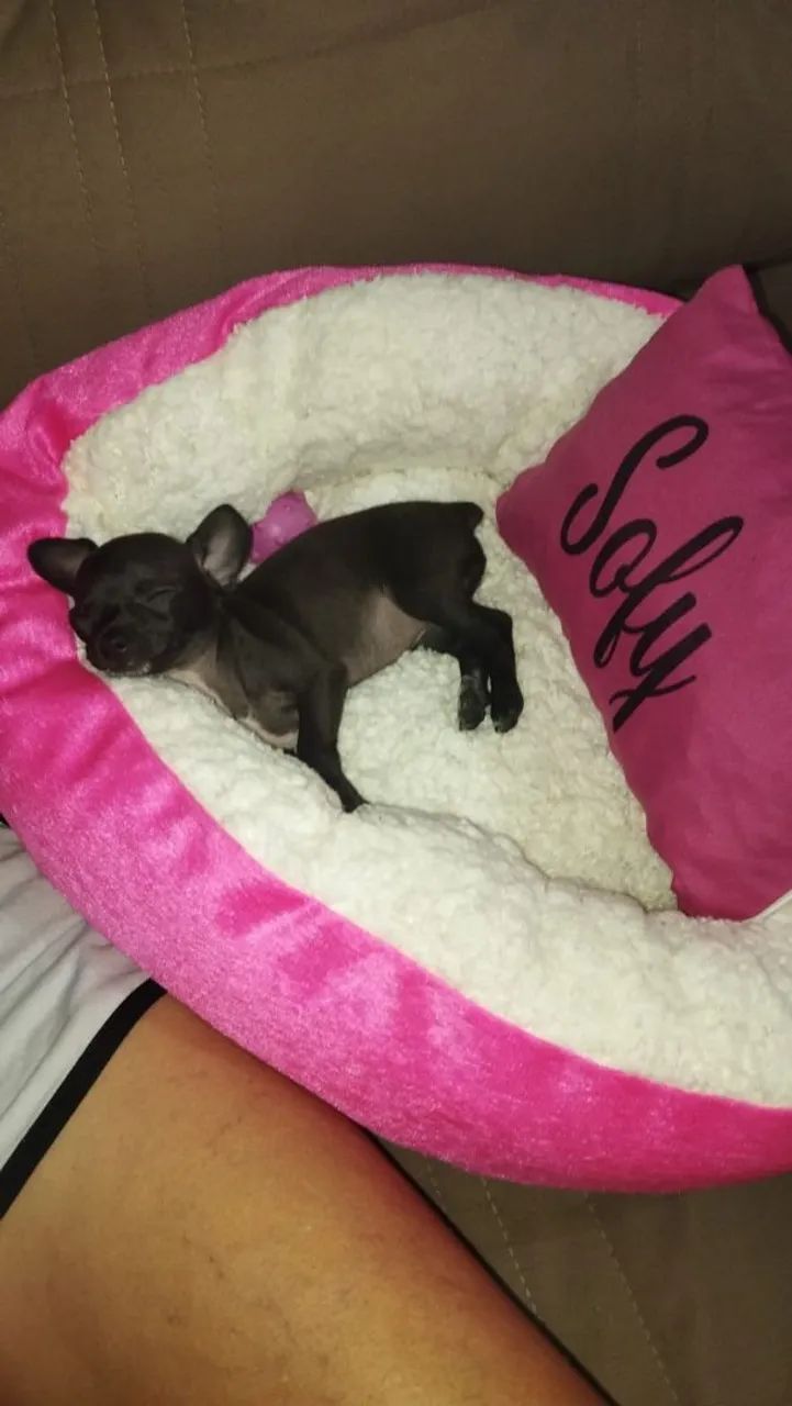 Cachorro  - Foto 3