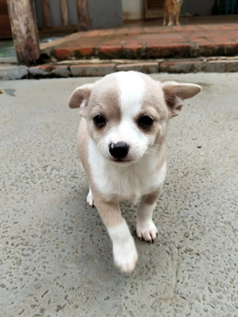 Chihuahua macho lilac bicolor  - Foto 4