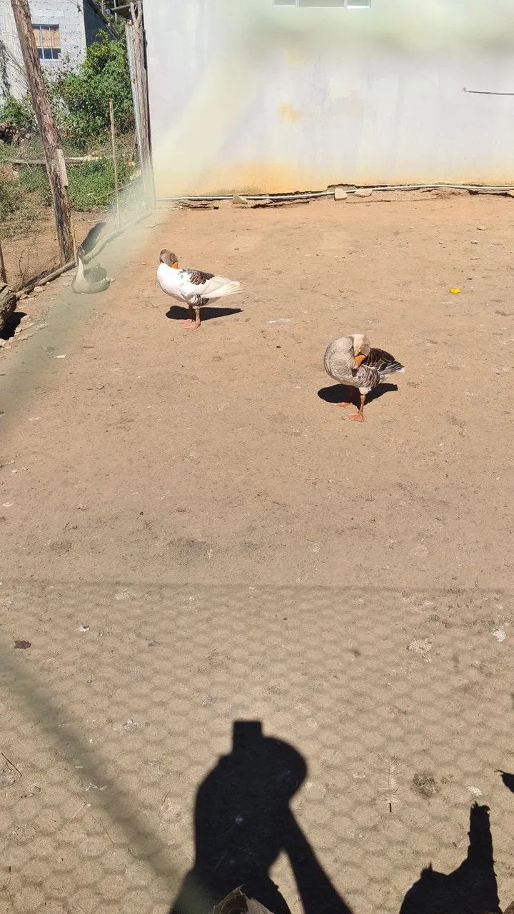 Vende aves - Foto 3