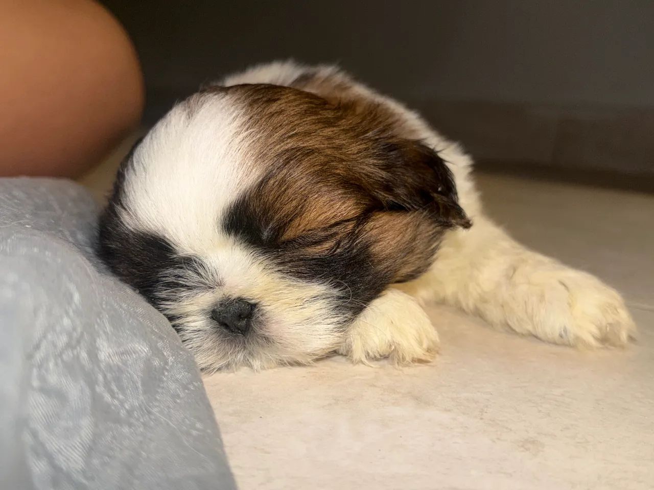 Shihtzu macho