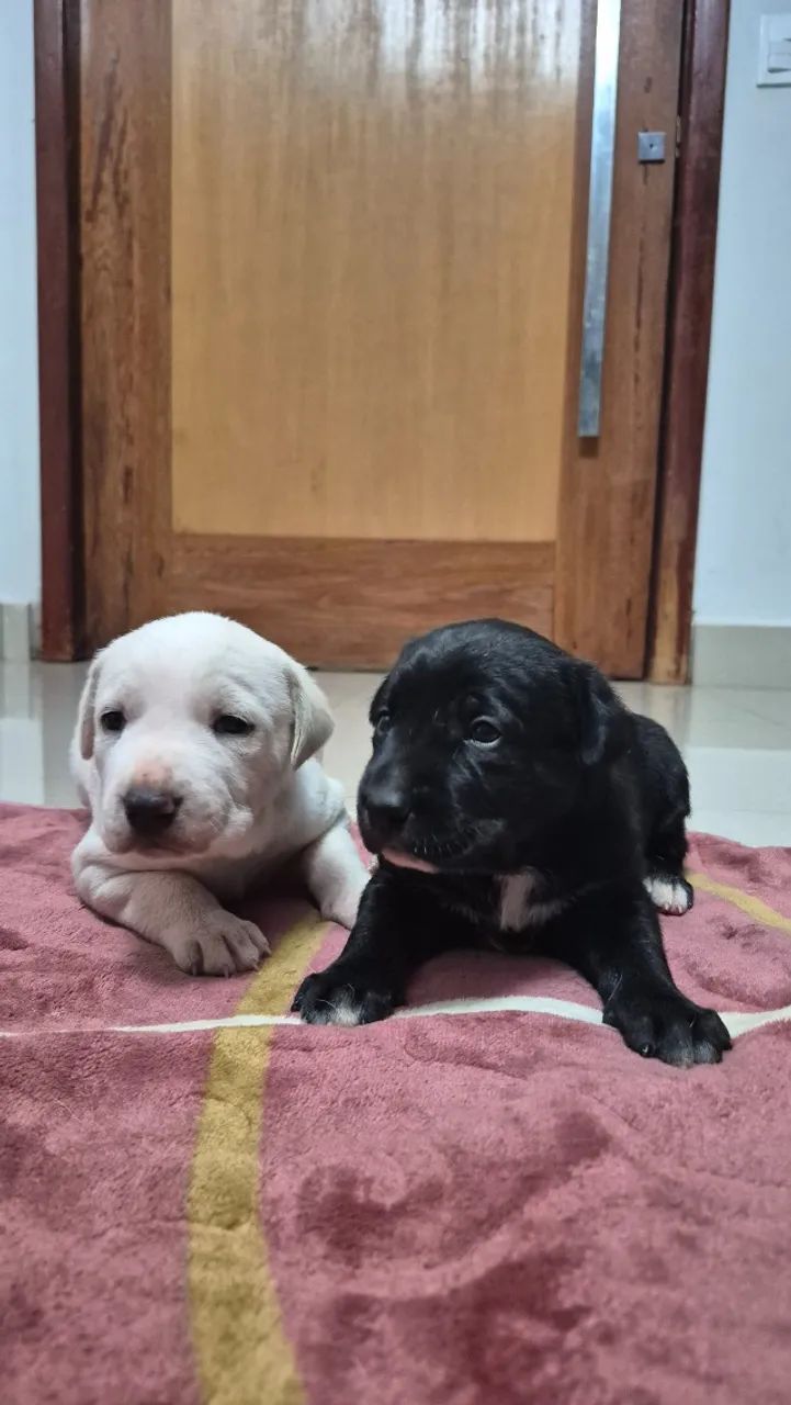 Cachorrinhos  - Foto 5